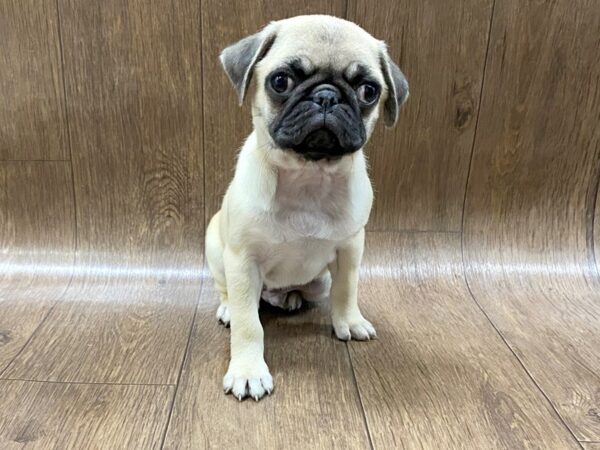 Pug-DOG-Male--1574-Petland Lancaster, Ohio