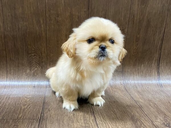 Pekingese DOG Female Crm 1585 Petland Lancaster