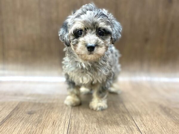 Havapoo-DOG-Female-mrl-1583-Petland Lancaster, Ohio