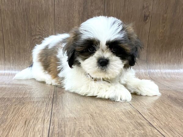 Shih Tzu DOG Female brown white 1580 Petland Lancaster, Ohio