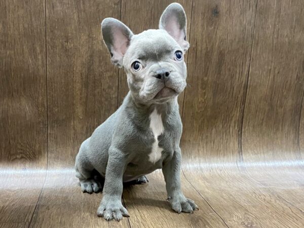 French Bulldog DOG Male blue 1588 Petland Lancaster, Ohio