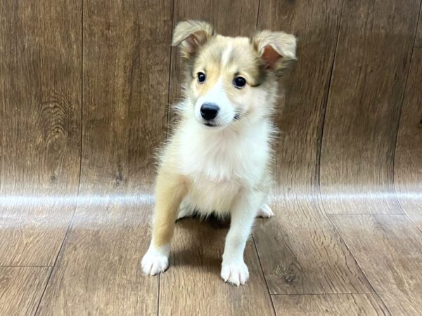 Shetland Sheepdog DOG Female Sable / White 1593 Petland Lancaster, Ohio