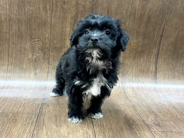 Yorkiepoo DOG Female Black 1594 Petland Lancaster, Ohio