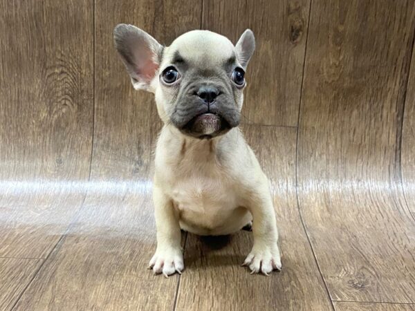 French Bulldog-DOG-Female-blue fawn-1595-Petland Lancaster, Ohio