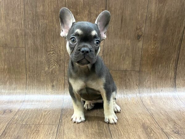 French Bulldog-DOG-Female-Black-Tan-1596-Petland Lancaster, Ohio