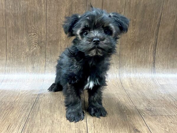 Maltipoo DOG Male Black 1592 Petland Lancaster, Ohio