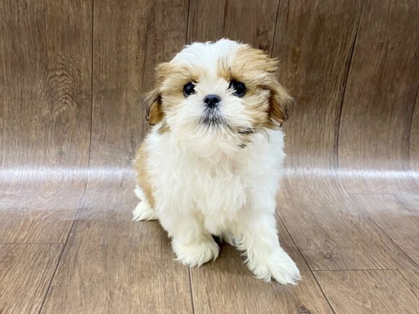 ShizaPoo DOG Male Gold 1591 Petland Lancaster, Ohio