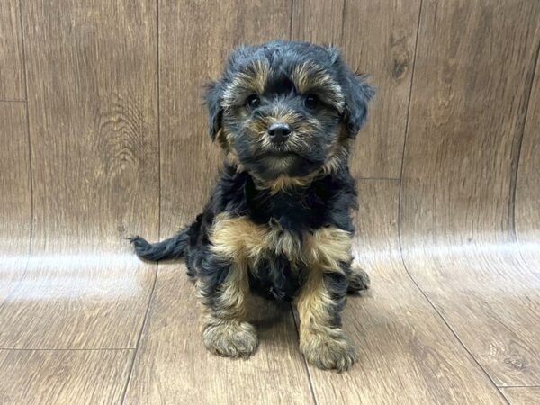 Yorkiepoo DOG Female Black / Gold 1590 Petland Lancaster, Ohio