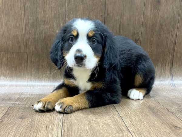 Bernese Mountain Dog-DOG-Female-blk,wht,brn-1587-Petland Lancaster, Ohio