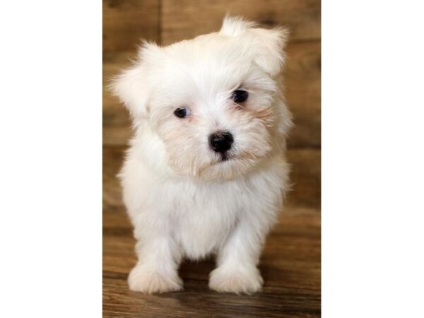 Maltese DOG Male White 1597 Petland Lancaster, Ohio