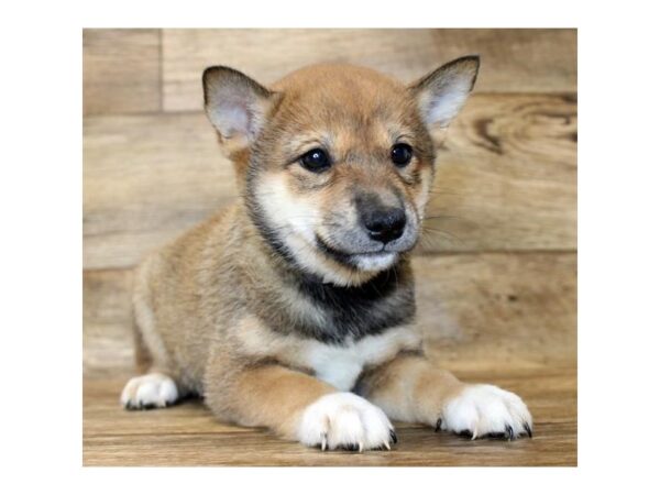 Shiba Inu-DOG-Female-Red Sesame-1598-Petland Lancaster, Ohio