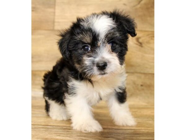 Morkie-DOG-Female-Black / White-1599-Petland Lancaster, Ohio