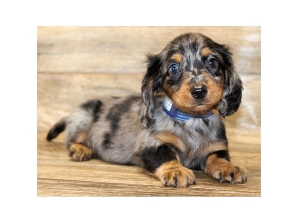 Dachshund DOG Male Black / Tan 1600 Petland Lancaster, Ohio