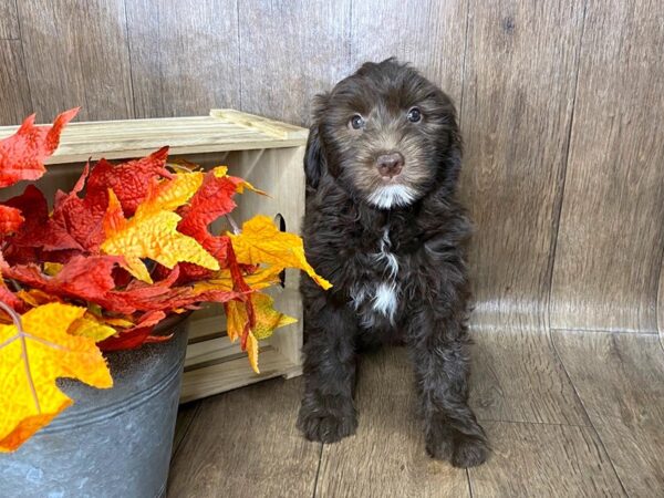 Mini Aussie Poo DOG Male Chocolate & white 1603 Petland Lancaster, Ohio