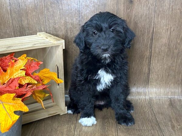 Mini Aussie Poo DOG Female Blk & wht 1602 Petland Lancaster, Ohio