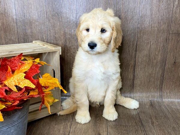 Goldendoodle 2nd Gen DOG Male cream 1601 Petland Lancaster, Ohio