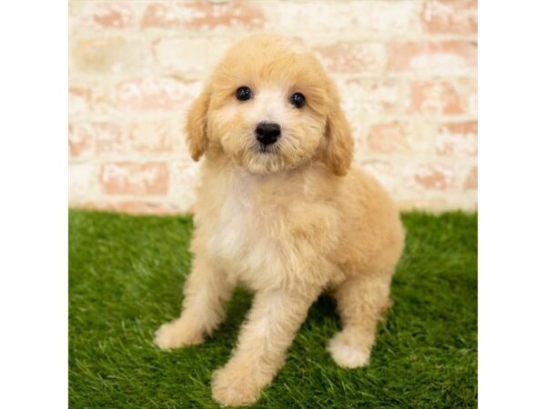 Poodle DOG Male Apricot 1604 Petland Lancaster, Ohio