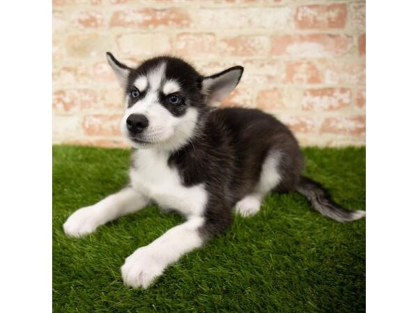 Siberian Husky-DOG-Male-Black / White-1605-Petland Lancaster, Ohio