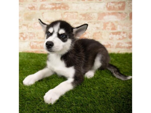 Siberian Husky DOG Male Black / White 1605 Petland Lancaster, Ohio