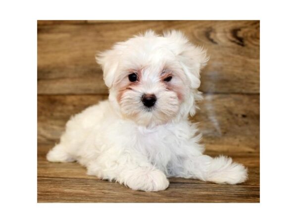 Maltese DOG Female White 1610 Petland Lancaster, Ohio