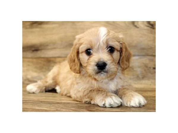 Cavachon DOG Male Apricot 1612 Petland Lancaster, Ohio