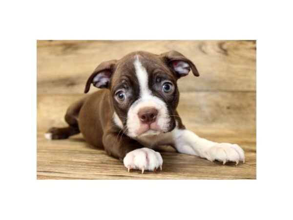 Boston Terrier-DOG-Male-Seal / White-1613-Petland Lancaster, Ohio