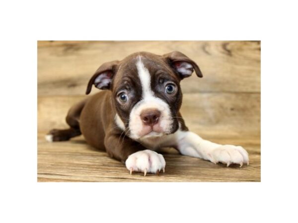 Boston Terrier DOG Male Seal / White 1613 Petland Lancaster, Ohio