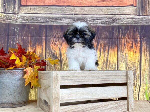 Shih Tzu DOG Male Red / White 1611 Petland Lancaster, Ohio