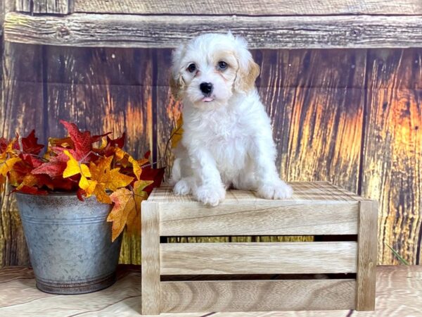 Cava Chon-DOG-Male-BLENHEIM-1609-Petland Lancaster, Ohio