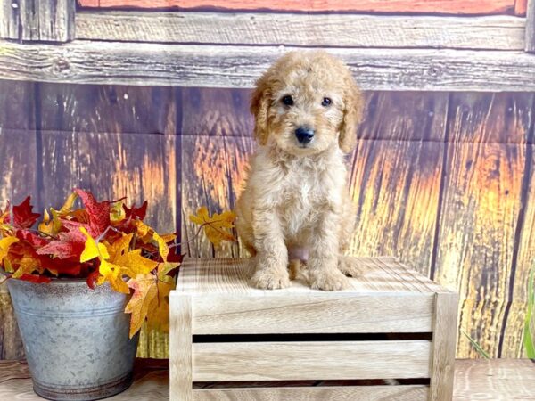 F2 MINI GOLDENDOODLE-DOG-Male-Golden-1606-Petland Lancaster, Ohio