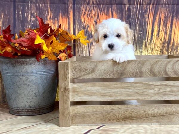 Havapoo-DOG-Female-White/spots-1618-Petland Lancaster, Ohio