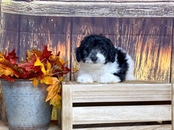 Havapoo DOG Male Blk & Wht 1617 Petland Lancaster, Ohio