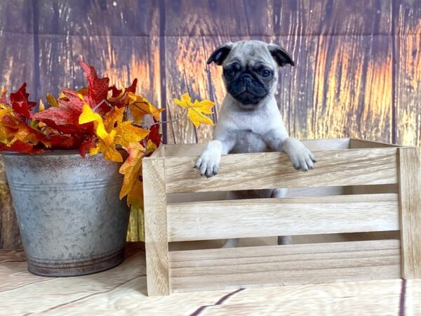 Pug DOG Female Fawn 1616 Petland Lancaster, Ohio