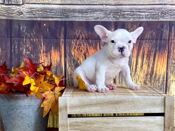 French Bulldog DOG Male Wht 1615 Petland Lancaster, Ohio