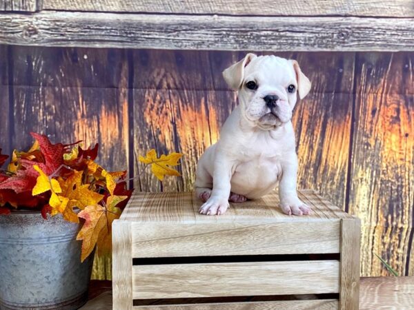 French Bulldog DOG Male Wht & Crm 1614 Petland Lancaster, Ohio