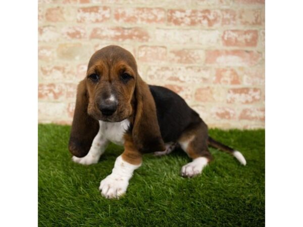 Basset Hound DOG Male Black 1620 Petland Lancaster, Ohio