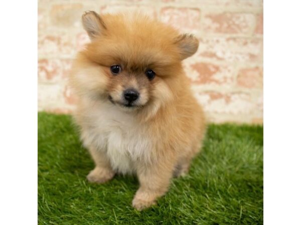 Pomeranian DOG Female Sable 1621 Petland Lancaster, Ohio