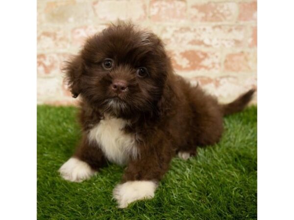 LhasaTzu-DOG-Male-Liver-1622-Petland Lancaster, Ohio