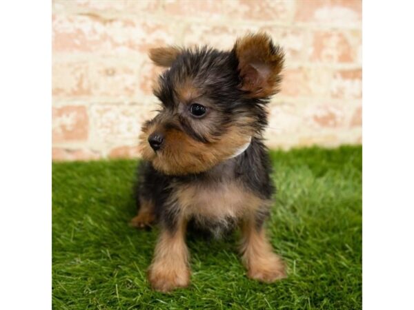 Silky Terrier DOG Female Black / Tan 1623 Petland Lancaster, Ohio