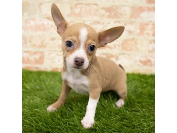 Chihuahua DOG Female Fawn 1624 Petland Lancaster, Ohio