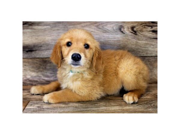 Golden Retriever DOG Female Golden 1625 Petland Lancaster, Ohio