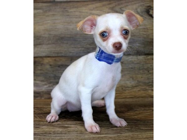 Chihuahua-DOG-Female-White / Cream-1626-Petland Lancaster, Ohio