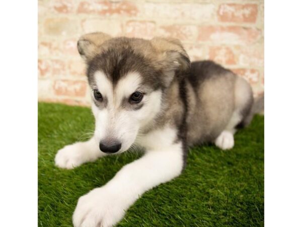 Alaskan Malamute DOG Female Sable / White 1639 Petland Lancaster, Ohio