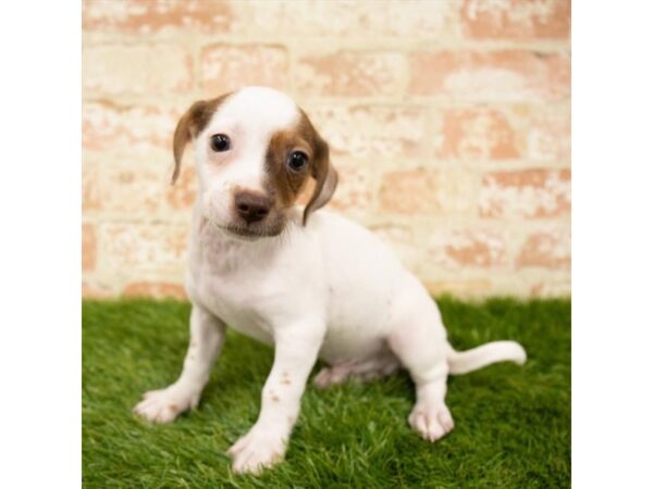 Chiweenie DOG Male Red 1640 Petland Lancaster, Ohio