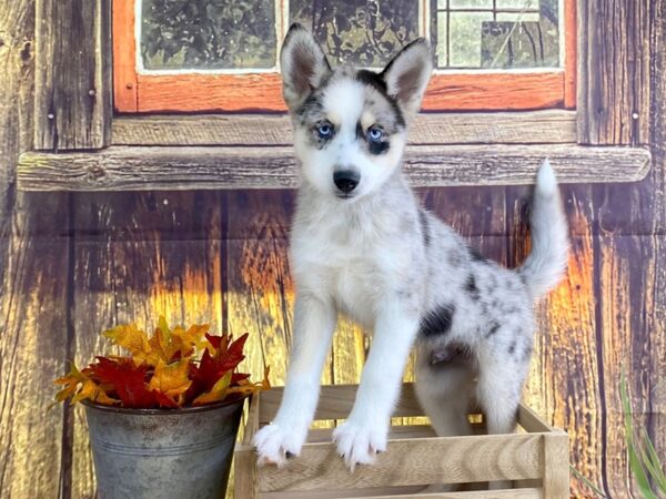 Pomsky-DOG-Male-merle-1627-Petland Lancaster, Ohio