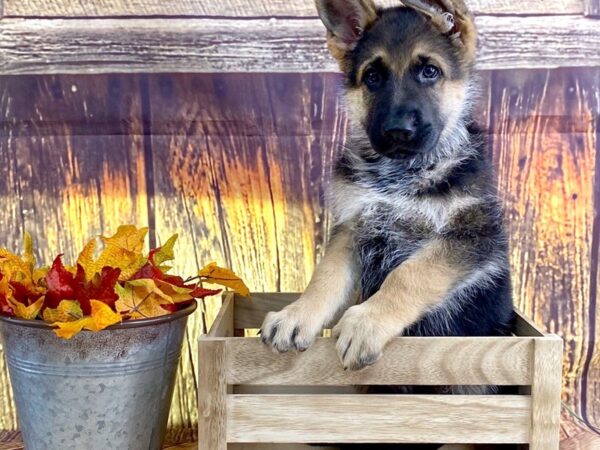 German Shepherd DOG Male 1632 Petland Lancaster, Ohio