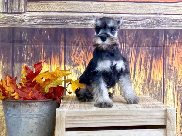 Miniature Schnauzer DOG Male BLK SILVER 1634 Petland Lancaster, Ohio