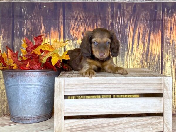 Dachshund DOG Male RED 1635 Petland Lancaster, Ohio