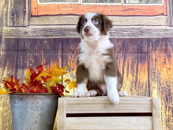 Miniature Australian Shepherd DOG Male RED TRI 1637 Petland Lancaster, Ohio