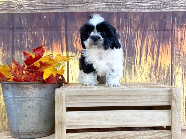 Shih Tzu DOG Female 1628 Petland Lancaster, Ohio